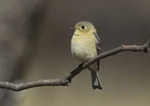Buff-breasted Flycatcher (Empidonax fulvifrons)