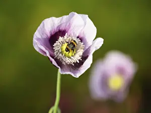 Buff-tailed bumblebee (Bombus terrestris)