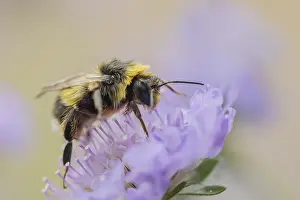 Buff tailed bumblebee (Bombus terrestris) adult bee insect feeding on a Field scabious flower in summer