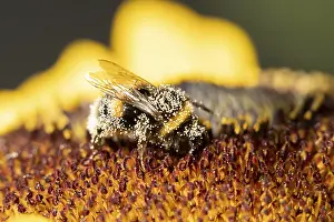 Buff tailed bumblebee (Bombus terrestris) adult bee insect feeding on a garden sunflower flower in summer