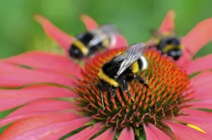 Buff-tailed bumblebees (Bombus terrestris) on Echinacea purpurea (Echinacea purpurea)