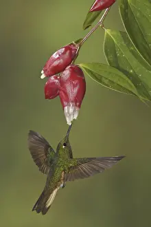 Buff-tailed Coronet (Boissonneaua flavescens)