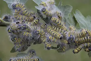 Buff-tip (Phalera bucephala), caterpillars
