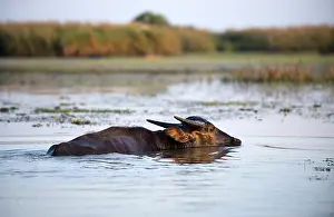 Buffalo-asiatic, Water buffalo