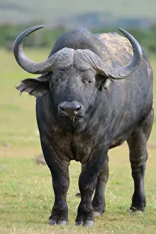 Buffalo or Cape Buffalo (Syncerus caffer)