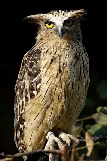 Buffalo Fish Owl (Bubo buffy fish owl (Ketupa ketupu)