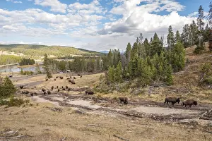 A buffalo herd grazing in the Yellowstone National Park