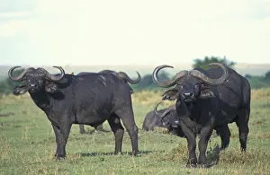 Buffalo (Syncerus caffer), Masai Mara