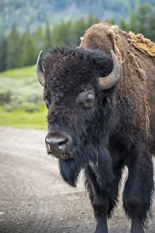 Buffaloes roaming around in the greenery pasture of the preserve park