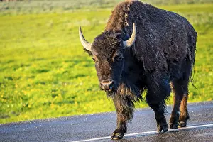 Buffaloes roaming around in the greenery pasture of the preserve park