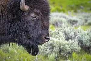 Buffaloes roaming around in the greenery pasture of the preserve park