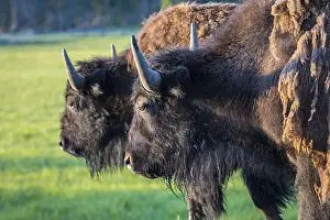 Buffaloes roaming around in the greenery pasture of the preserve park
