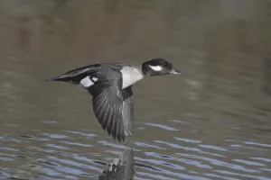 Bufflehead (Bucephala albeola) female flying