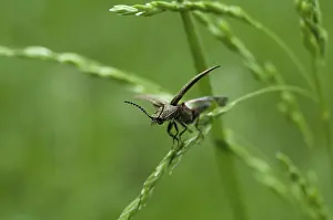 Bug on grass