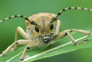 Bug Saperda carcharias, sleeps early in the morning