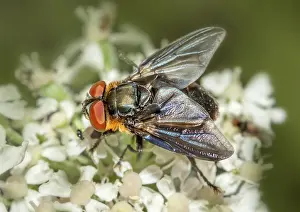 Bugfly Phasia hemiptera<br> Bugfly Phasia hemiptera