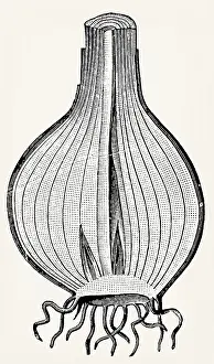 Bulb of onion (Allium cepa), longitudinal section