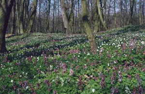 Bulbous Corydalis (Corydalis bulbosa)