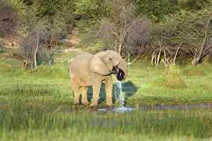 Bull elephant drinking