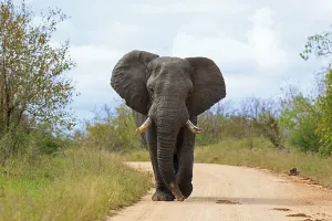 Bull elephant walking on a sand track in Kruger National Park