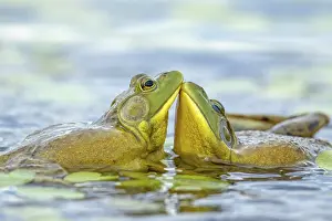 Bull frogs Lithobates catesbeianus