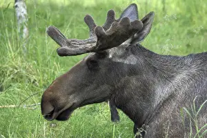 Bull moose, Alces alces, Moose