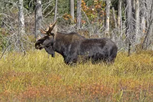 Bull moose in Algonquin Provincial Park in Canada
