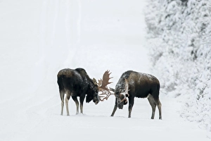 Two bull moose fight on a snowy forest road during the rut