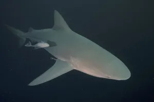 Bull shark (Carcharhinus leucas)