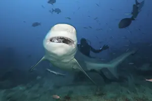 Bull shark, Carcharhinus leucas