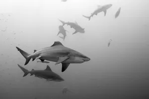 Bull sharks, Carcharhinus leucas