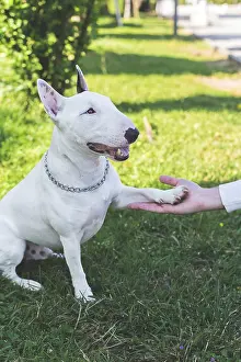 Bull terrier dog sitting on green grass giving paw to human hand