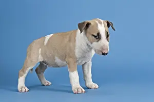 Bull Terrier puppy, 6 weeks, red and white