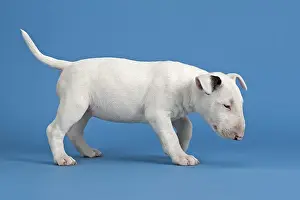 Bull Terrier puppy, 6 weeks, white
