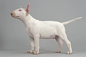 Bull Terrier puppy, 6 weeks, white