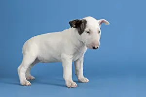 Bull Terrier puppy, 6 weeks, white with markings