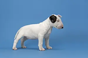 Bull Terrier puppy, 6 weeks, white with markings