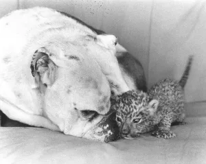 Bulldog with baby wildcat, England, Great Britain