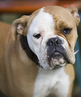 Bulldog, Germany, Europe