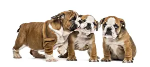 Bulldog puppies cuddling, isolated on white