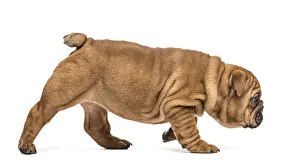 Bulldog puppy walking, isolated on white