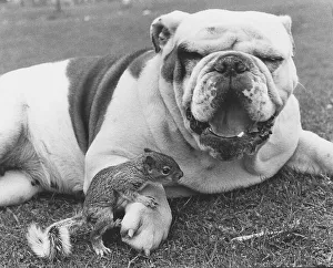 Bulldog and squirrel, England, Great Britain