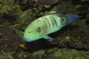Bullethead parrotfish (Chlorurus sordidus)