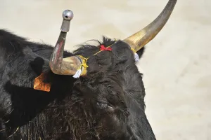 Bullfight, Arena, Saintes Maries de la Mer