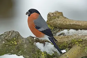 Bullfinch, Bullfinch (Pyrrhula pyrrhula)