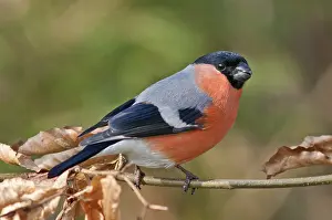 Bullfinch or Eurasian Bullfinch (Pyrrhula pyrrhula)