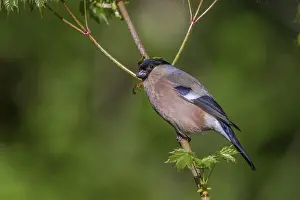 Bullfinch - female (Pyrrhula pyrrhula)