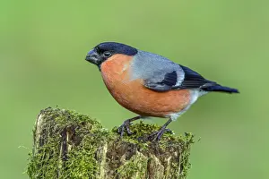 Bullfinch, male bullfinch (Pyrrhula pyrrhula) Northern Bullfinch