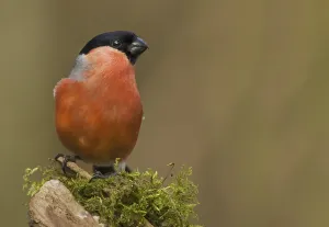 Bullfinch (Pyrrhula pyrrhula)