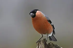 Bullfinch, Pyrrhula pyrrhula, bullfinch